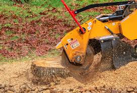 Best Leaf Removal  in Branchville, SC